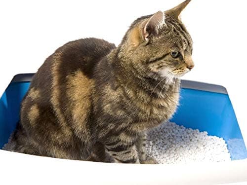 Biokat's Litière pour Chat Agrégatrice Vanille & Mandarine 5kg pour Chatdomestique